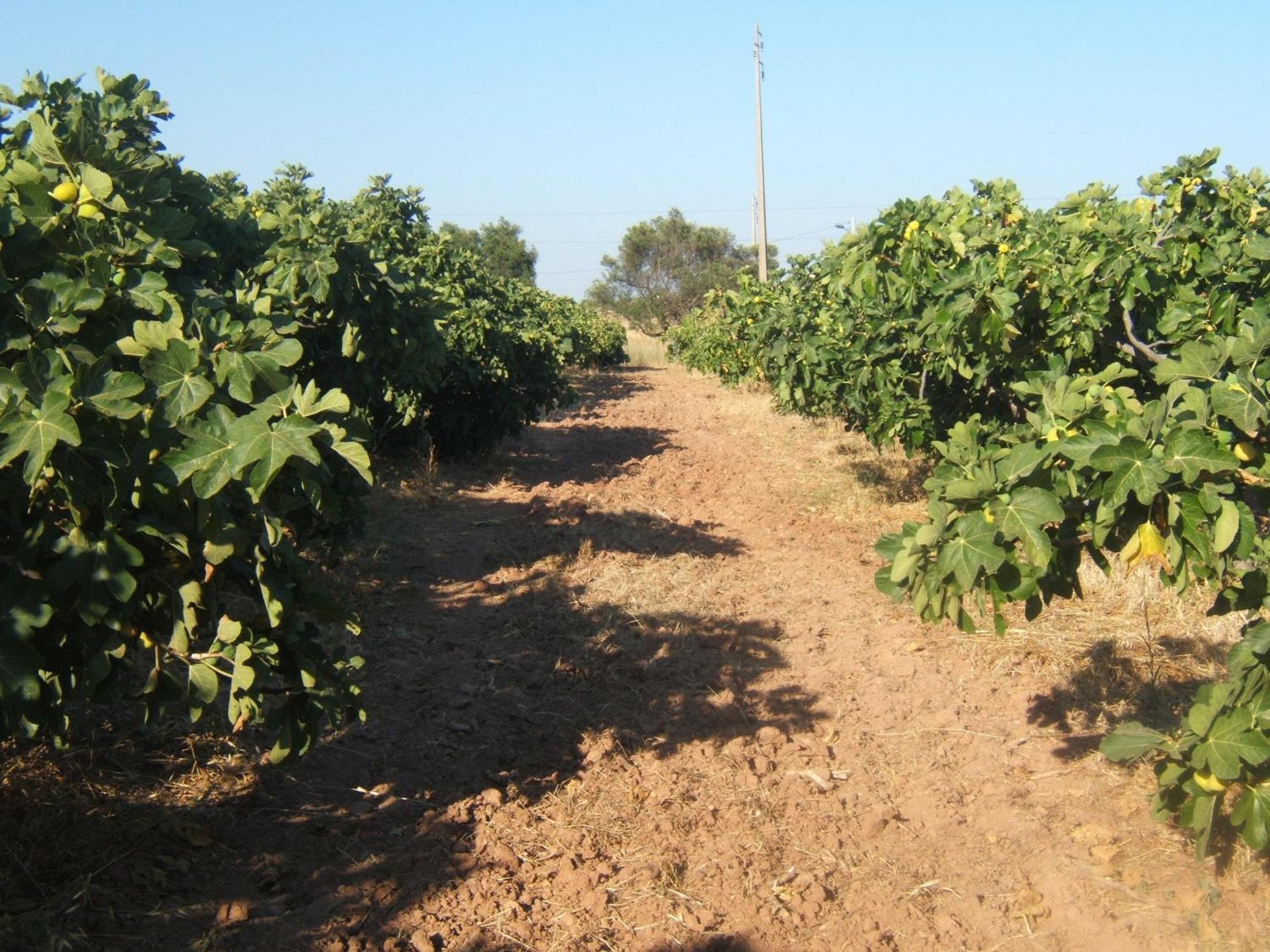 Quinta Da Fornalha - Santuario Agroecologico Villa Castro Marim Ngoại thất bức ảnh